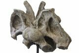 Massive, Apatosaurus Cervical Vertebra On Stand - Colorado #109178-8